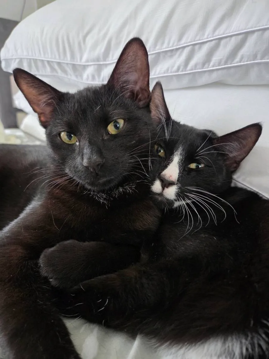 2 Male Kittens + Accessories - Image 1
