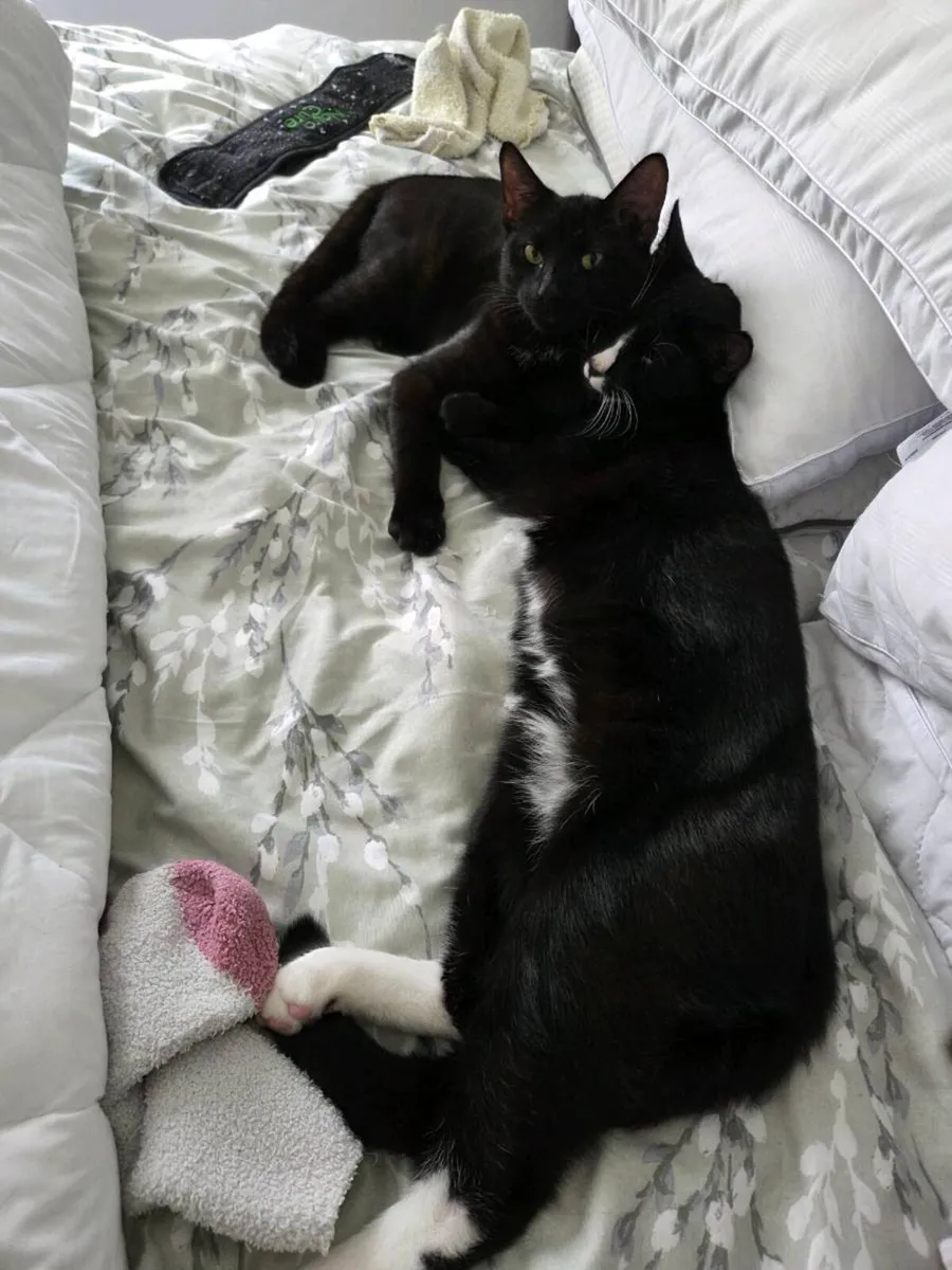 2 Male Kittens + Accessories - Image 2