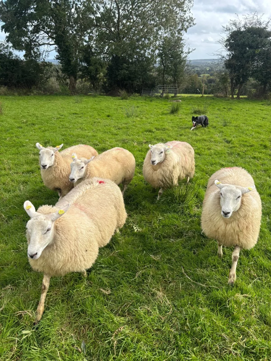 Lleyn ewe lambs - Image 2