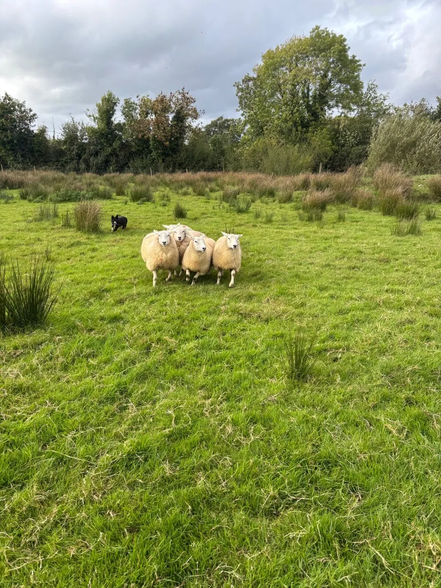 Lleyn ewe lambs - Image 3