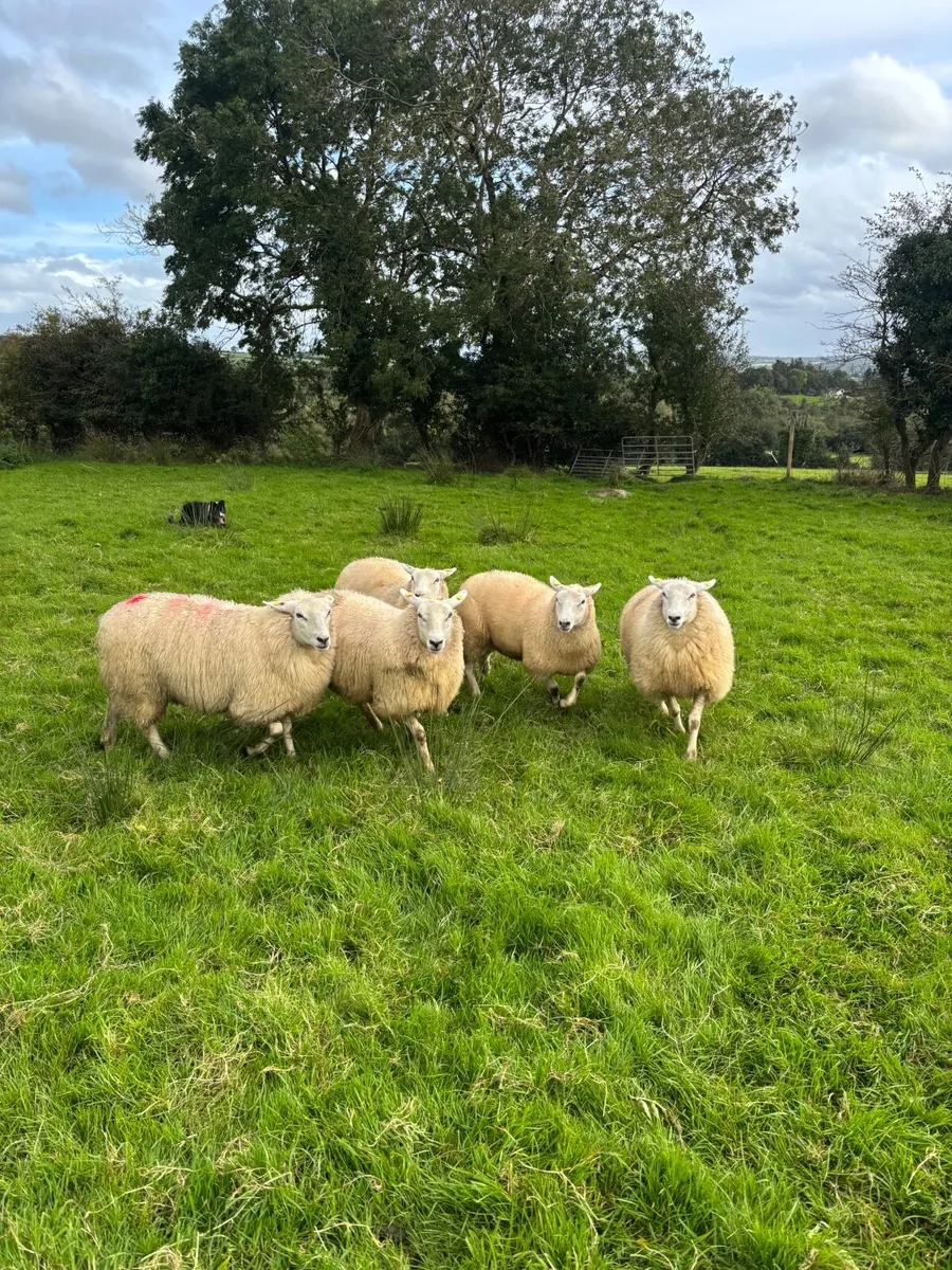Lleyn ewe lambs - Image 1