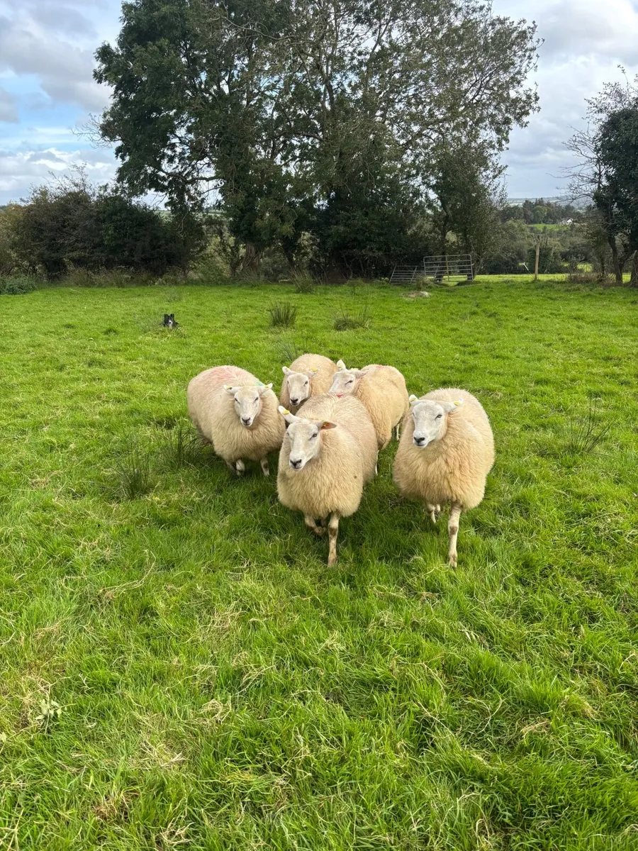 Lleyn ewe lambs - Image 4