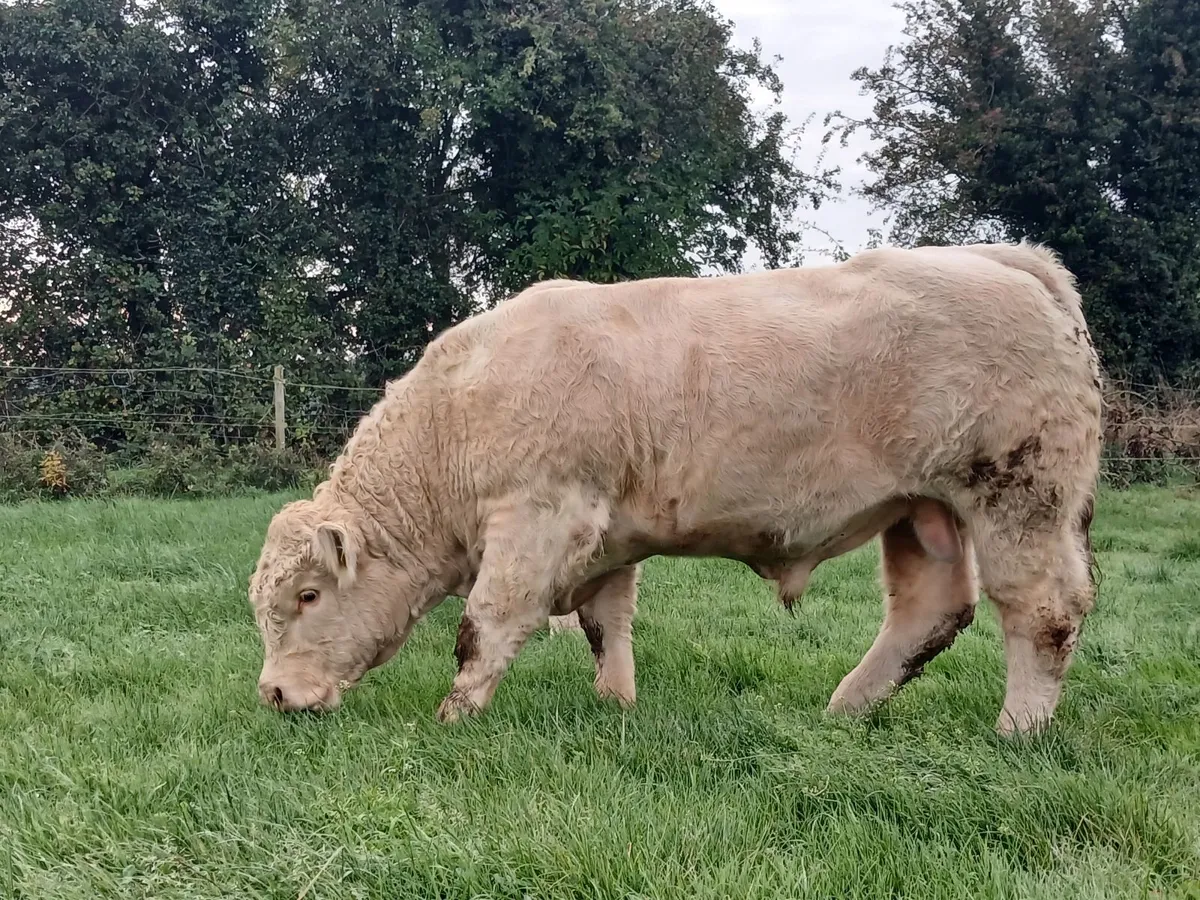 Pure Bred Charolais Bulls - Image 4