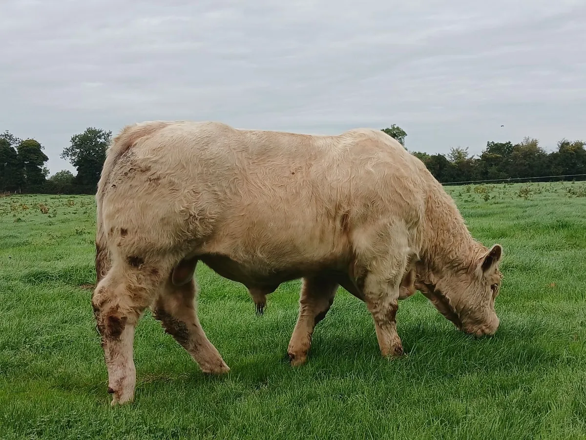 Pure Bred Charolais Bulls - Image 2