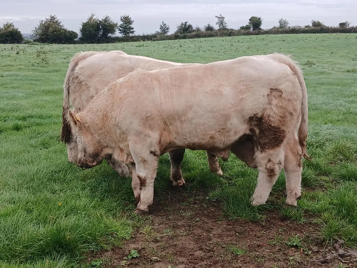 Pure Bred Charolais Bulls - Image 3