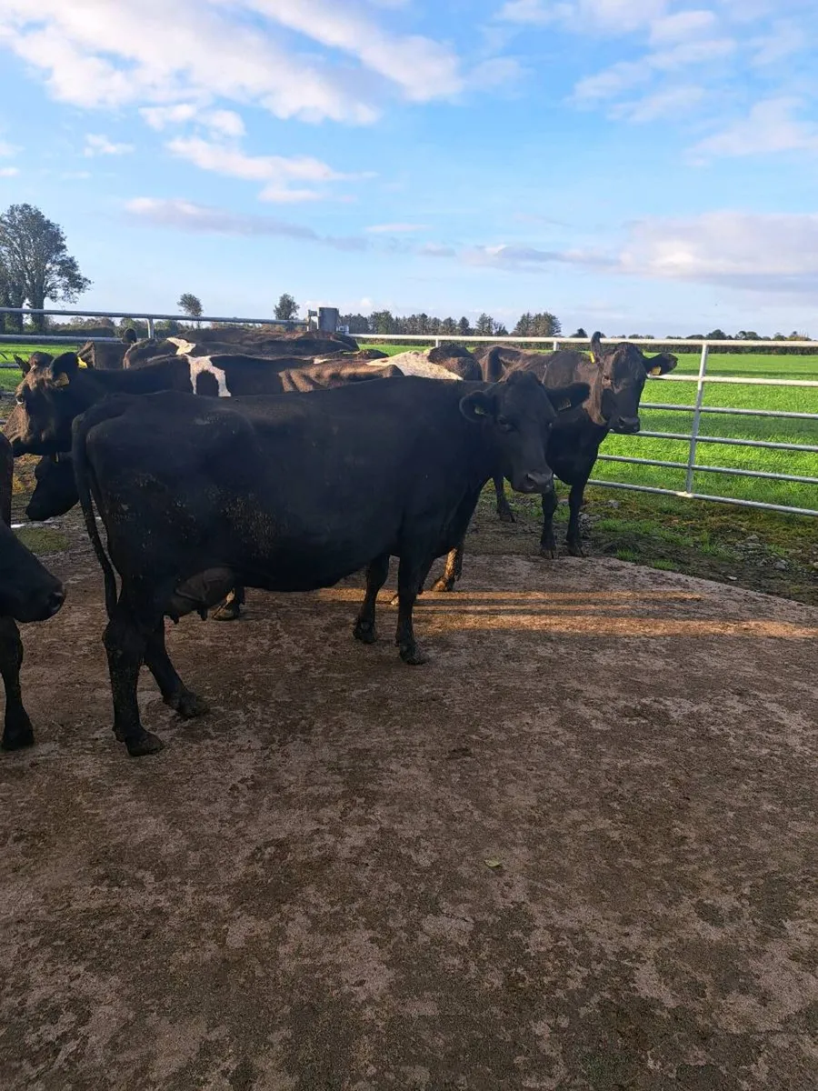Young Empty cows - Image 3