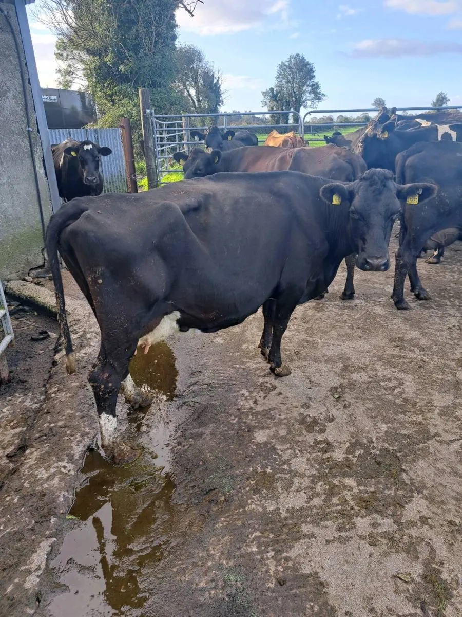 Young Empty cows - Image 4