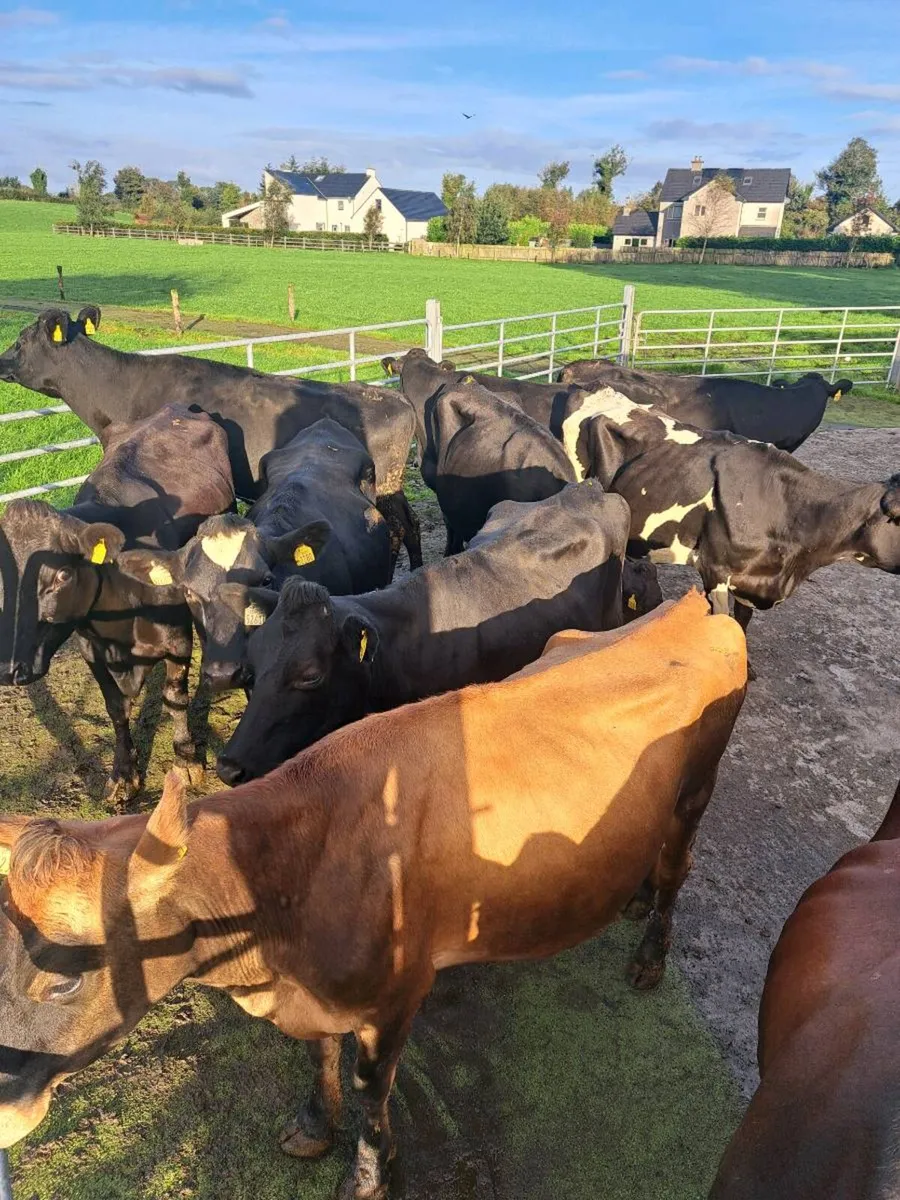 Young Empty cows - Image 1