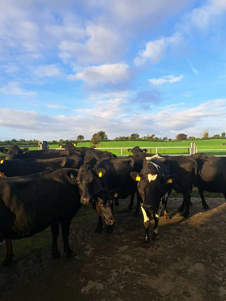 Young Empty cows - Image 2