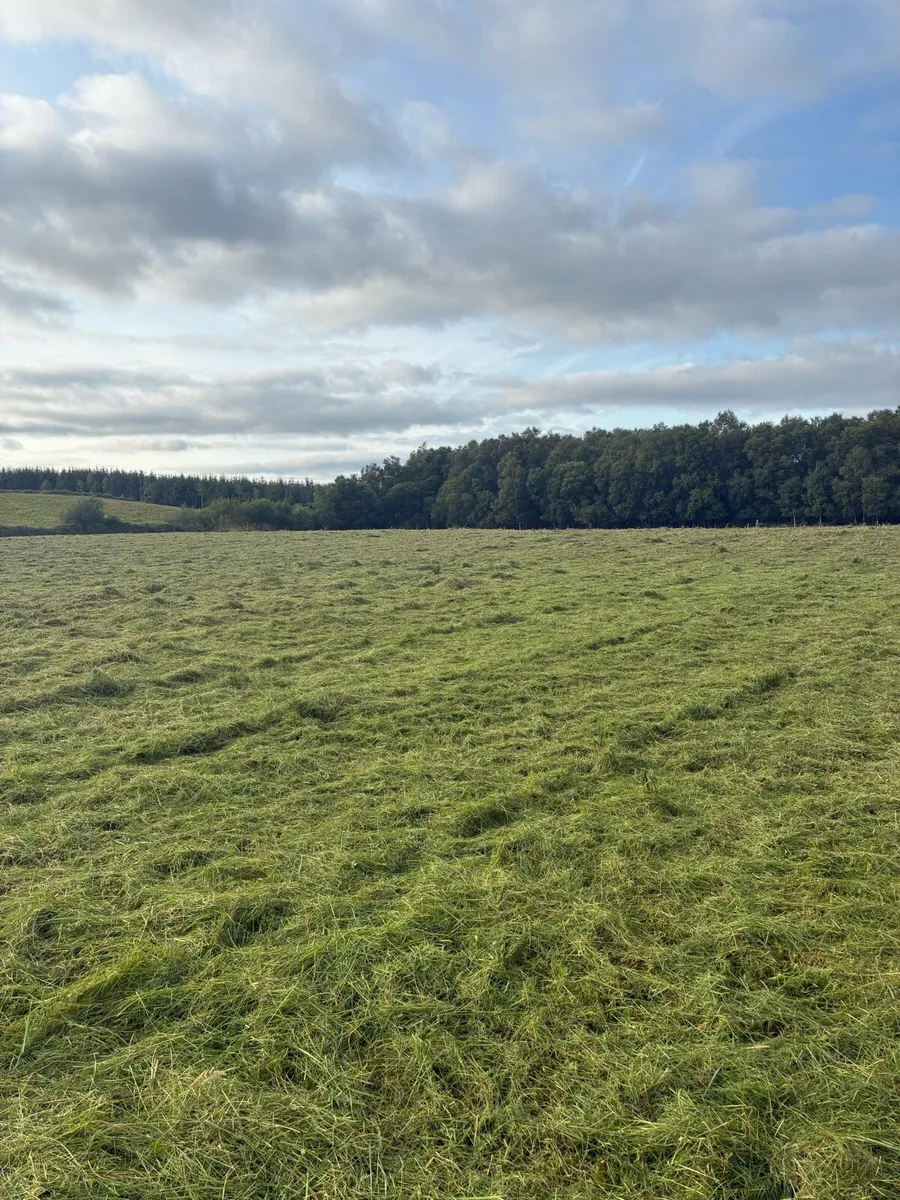 Hedge cutting - Image 4