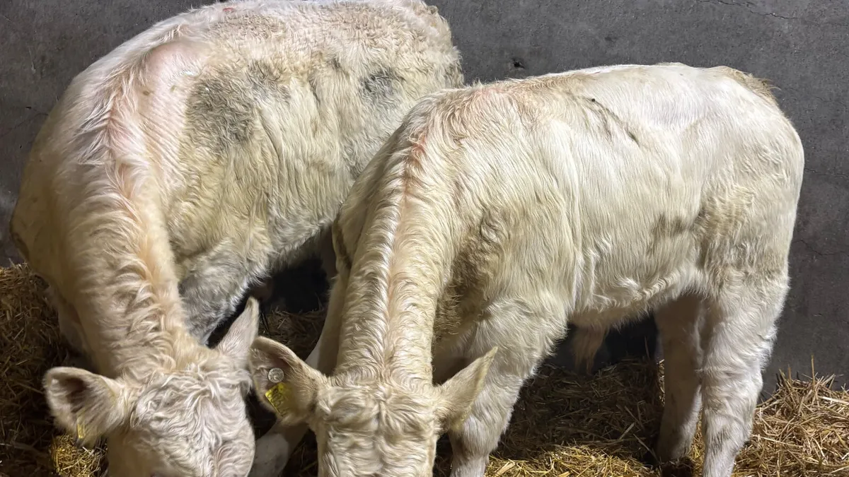 2 Quality Charolais Bull Wealings - Image 2