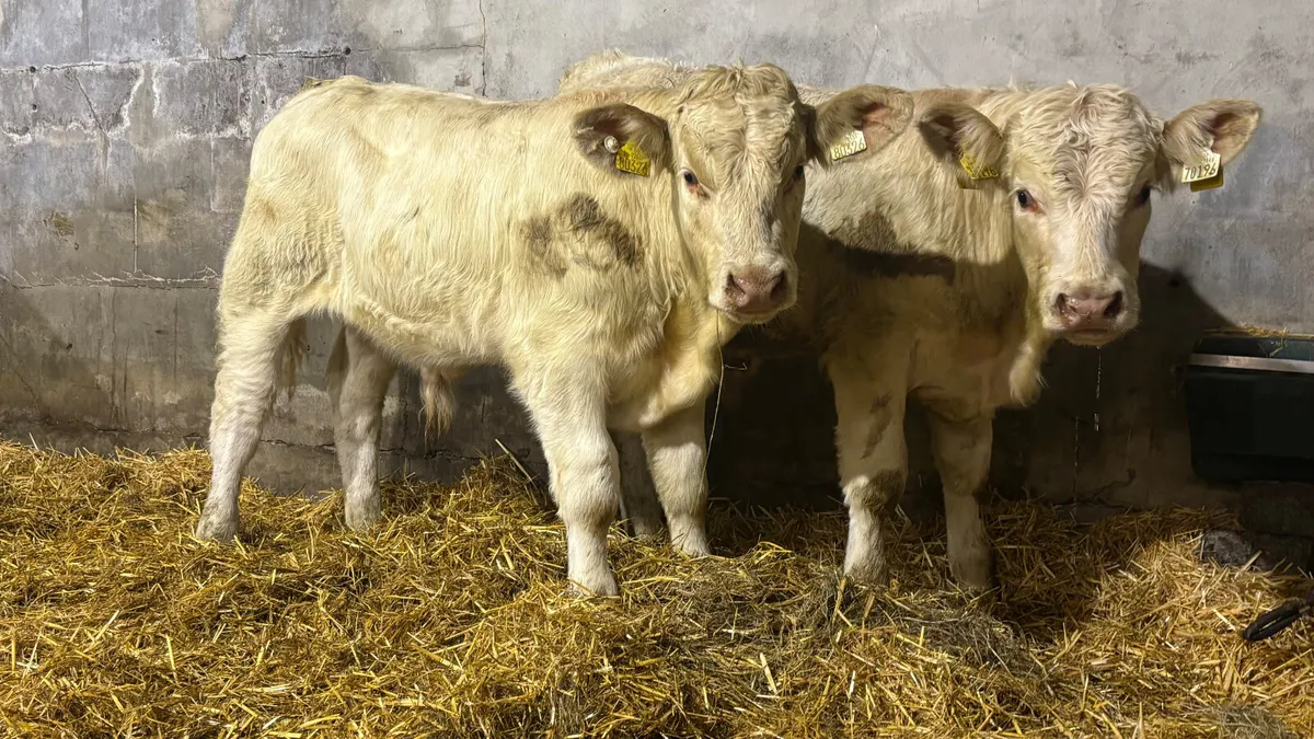 2 Quality Charolais Bull Wealings - Image 1