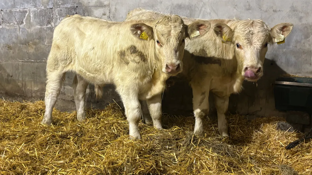 2 Quality Charolais Bull Wealings - Image 4