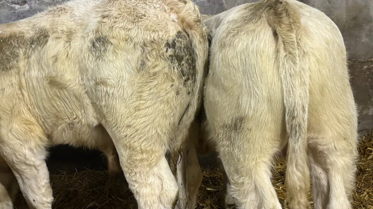 2 Quality Charolais Bull Wealings - Image 3