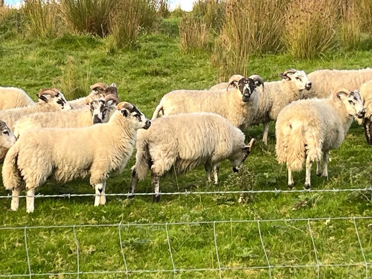 37 full symbol organic ram Aberfield cross ram lam - Image 3