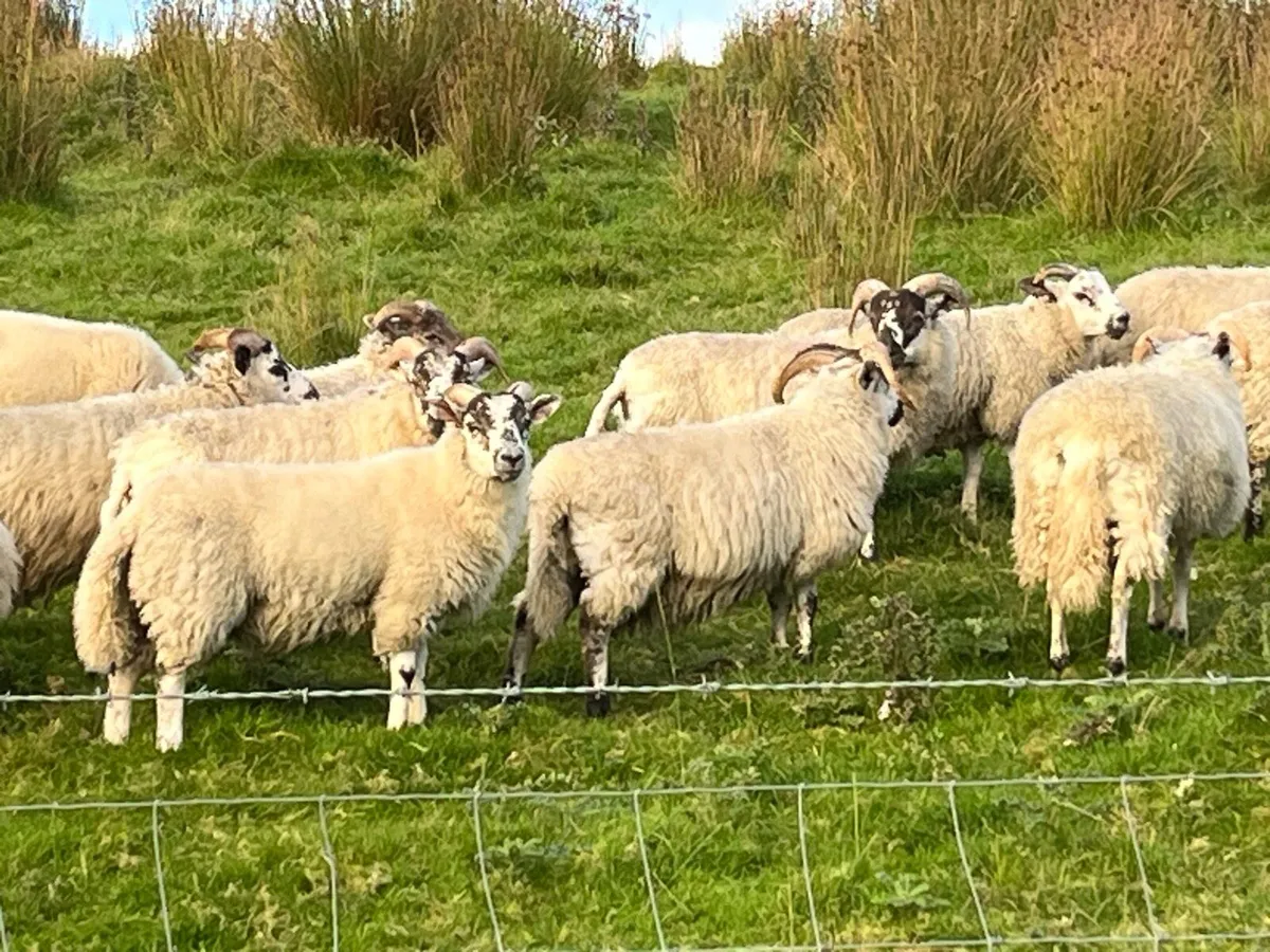 37 full symbol organic ram Aberfield cross ram lam - Image 4
