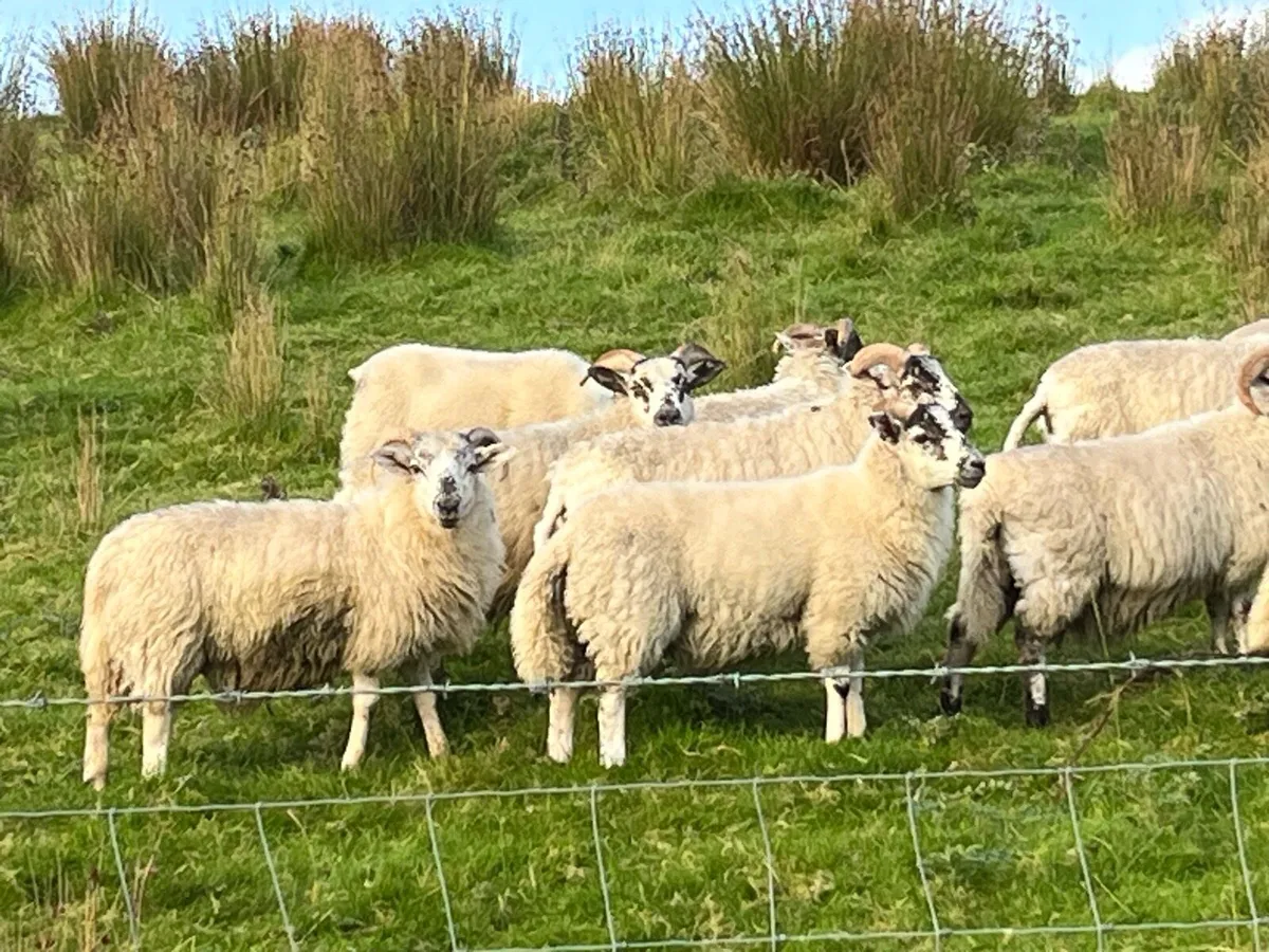 37 full symbol organic ram Aberfield cross ram lam - Image 1