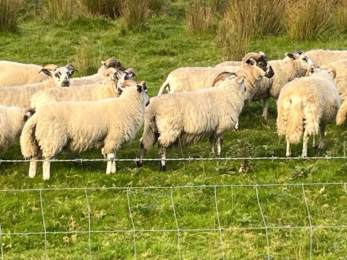 37 full symbol organic ram Aberfield cross ram lam - Image 2