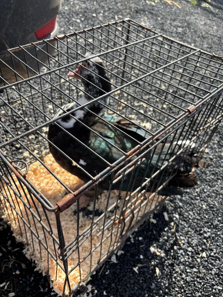 Runner drakes, Muscovy drake - Image 2