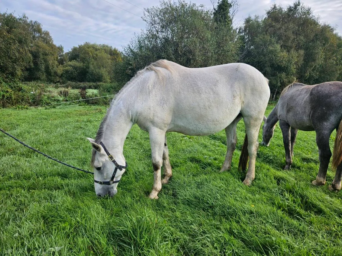 Irish Draught Mare - Image 2