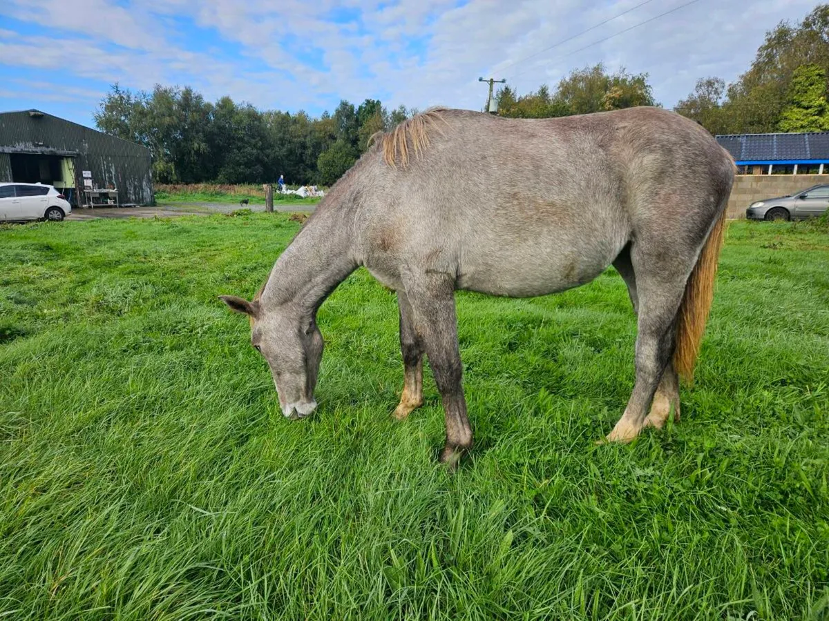 Irish Draught Mare - Image 3