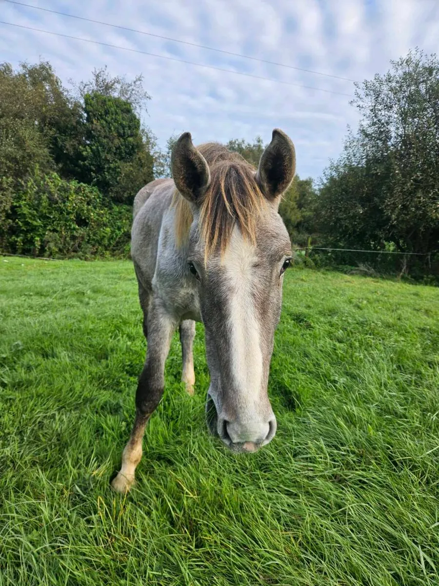 Irish Draught Mare - Image 4