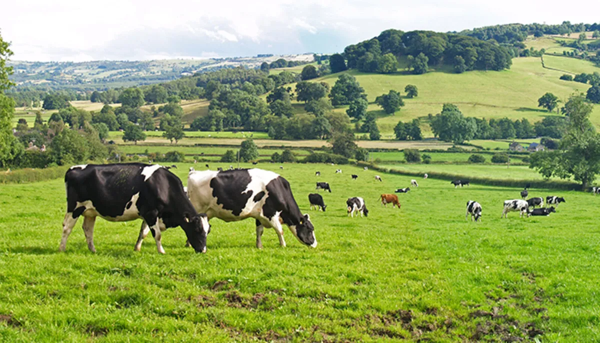Full Time Farm Assistant Available