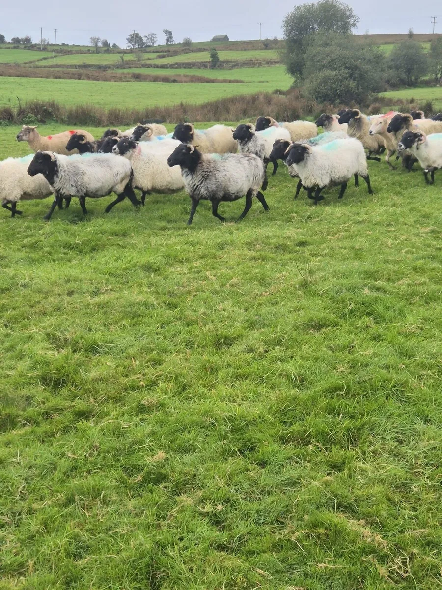 100 Full and Broken Mouthed Ewes - Image 2