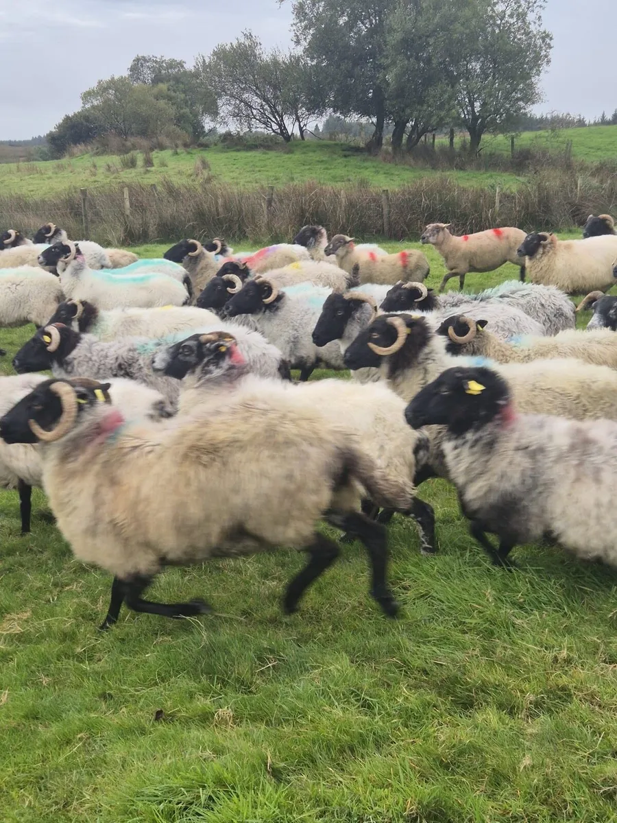 100 Full and Broken Mouthed Ewes - Image 1