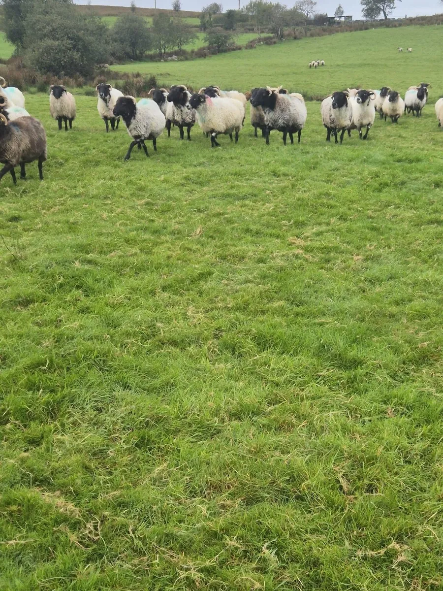 100 Full and Broken Mouthed Ewes - Image 3