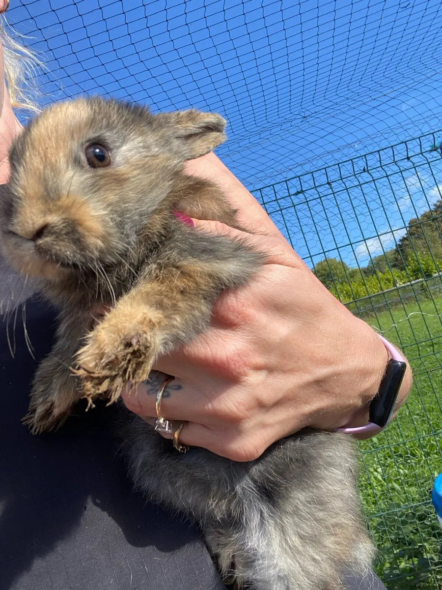 Mixed Breed Rabbits 12 weeks old - Image 2