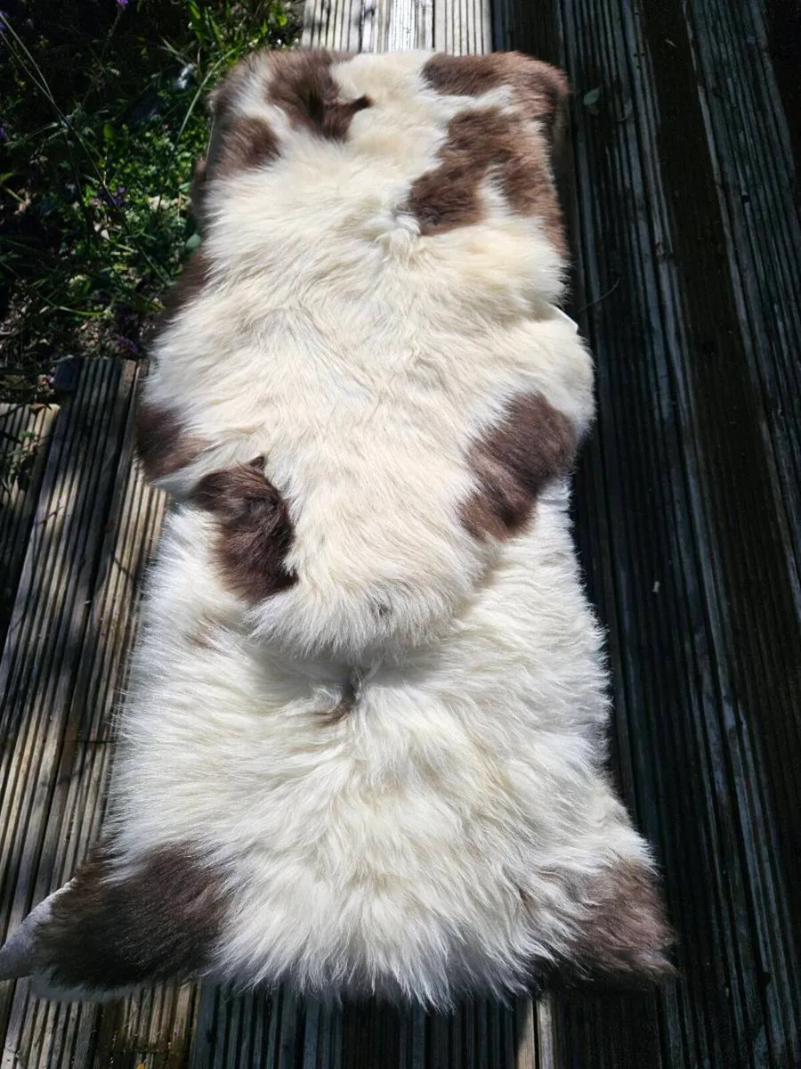 2 New Soft Cream & Brown Genuine Sheepskin Rugs - Image 2
