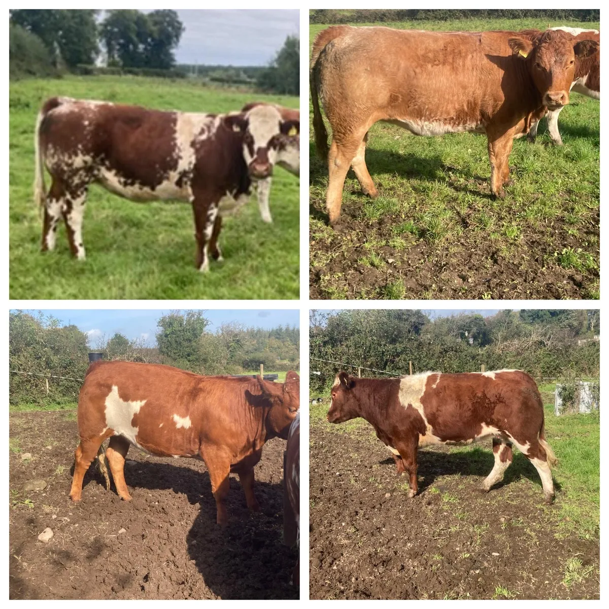 Heifers for Drumshanbo Mart