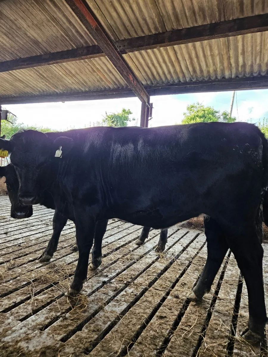 9 angus organic heifers - Image 3