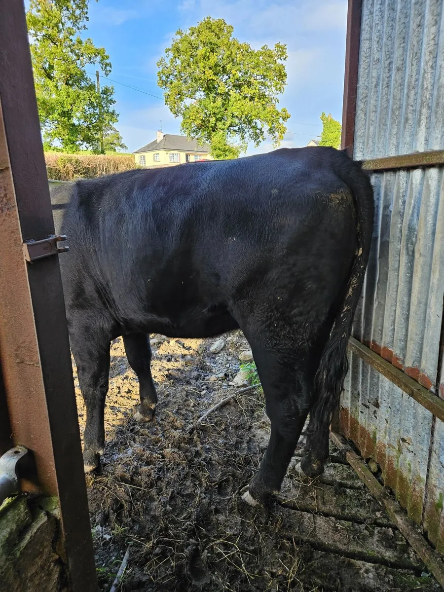 9 angus organic heifers - Image 1