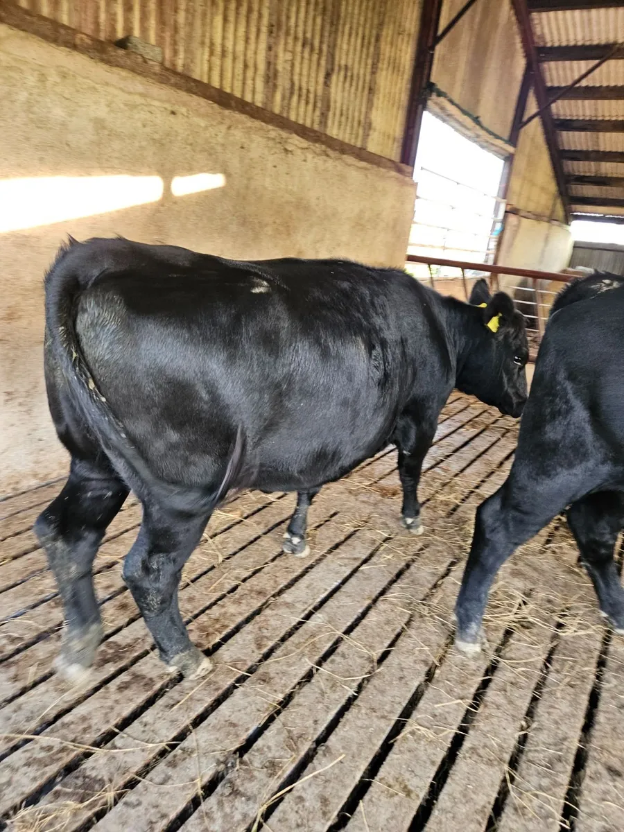 9 angus organic heifers - Image 2
