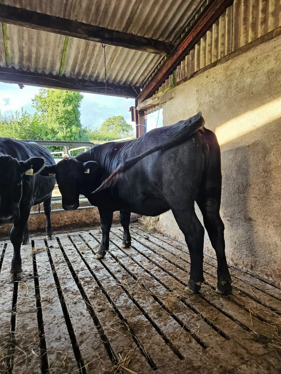9 angus organic heifers - Image 4
