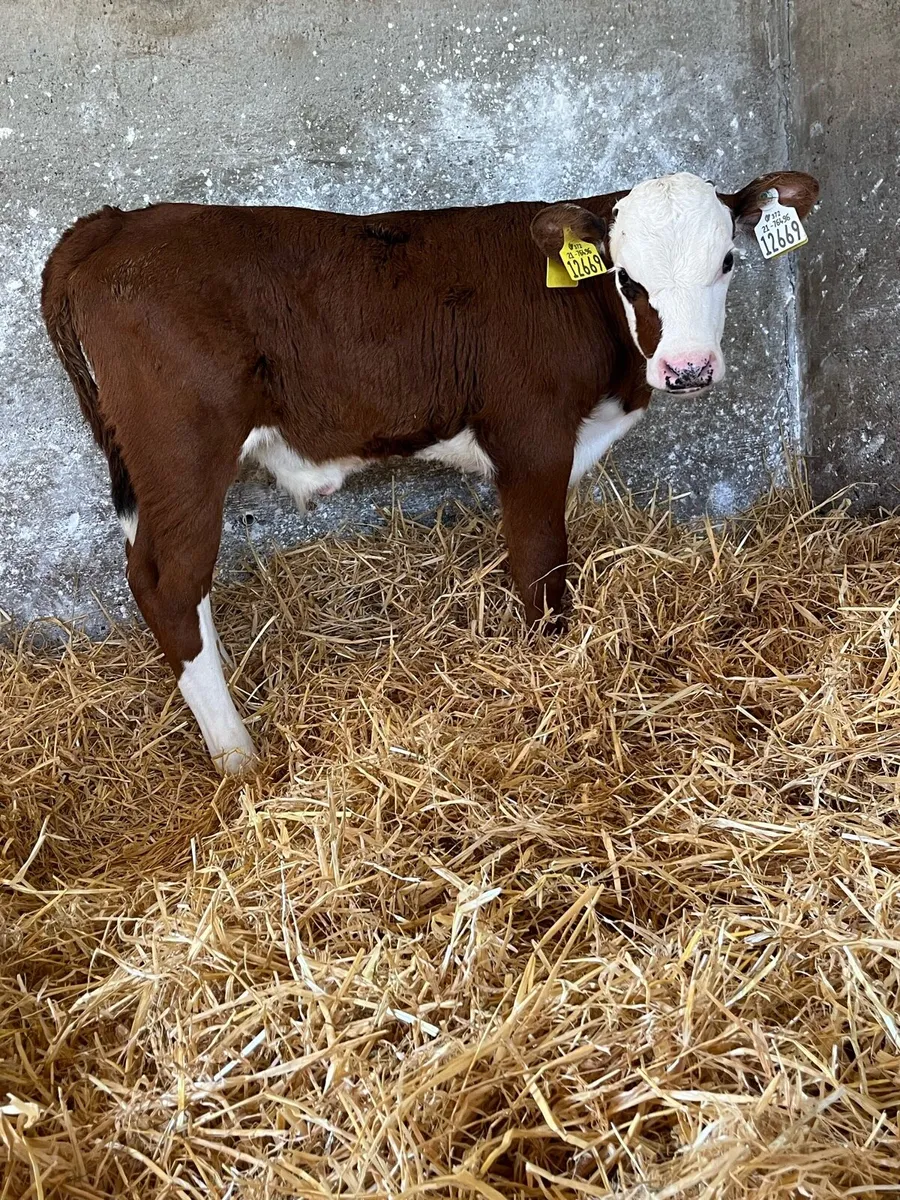 Beef Calves - Image 1