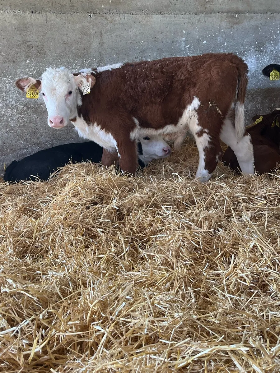 Beef Calves - Image 2
