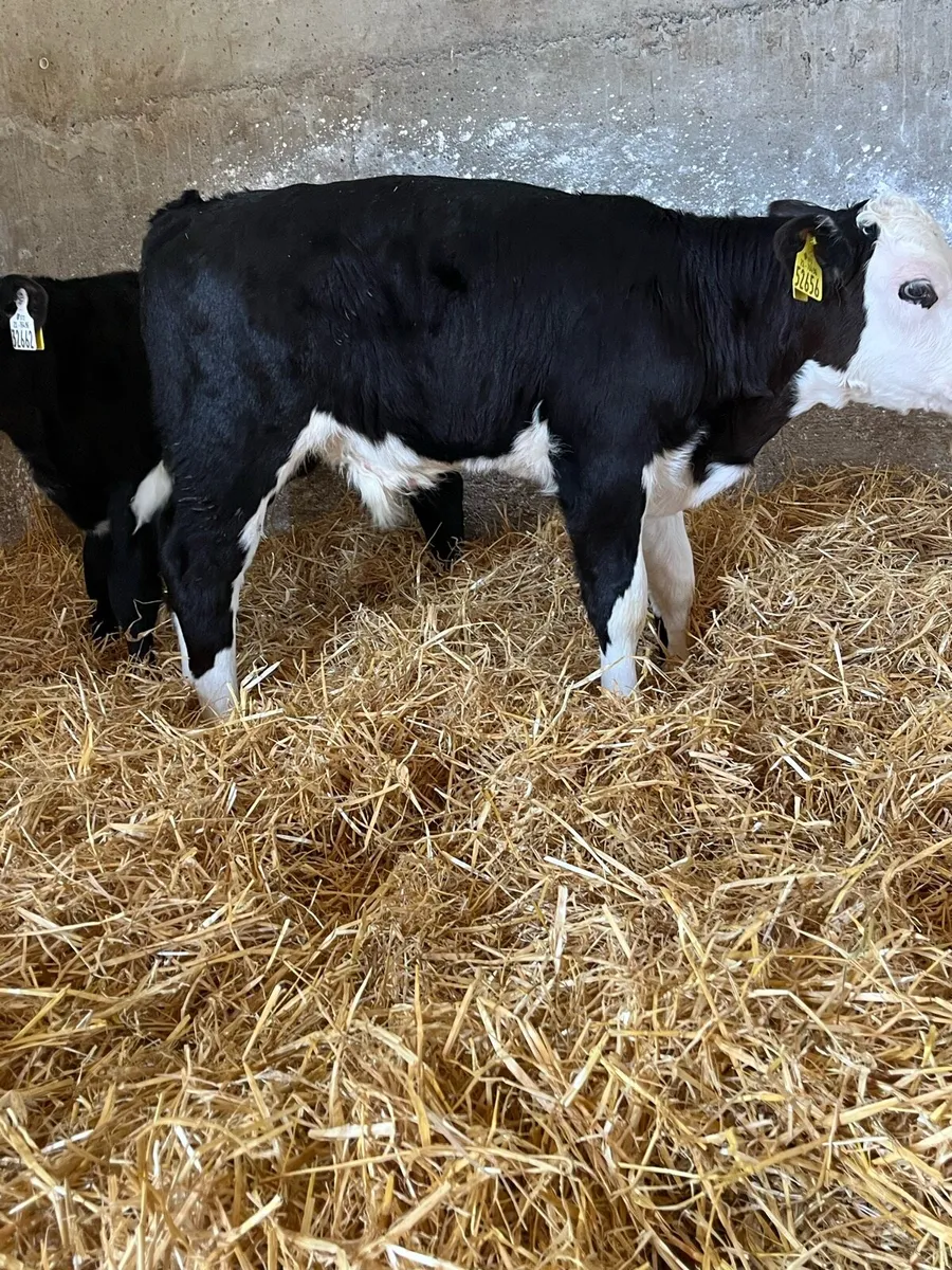 Beef Calves - Image 3