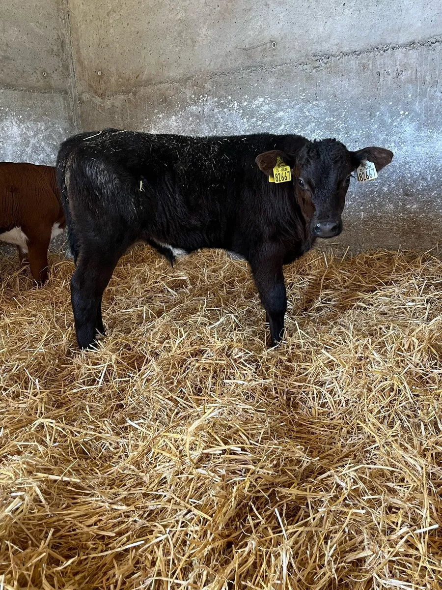 Beef Calves - Image 4