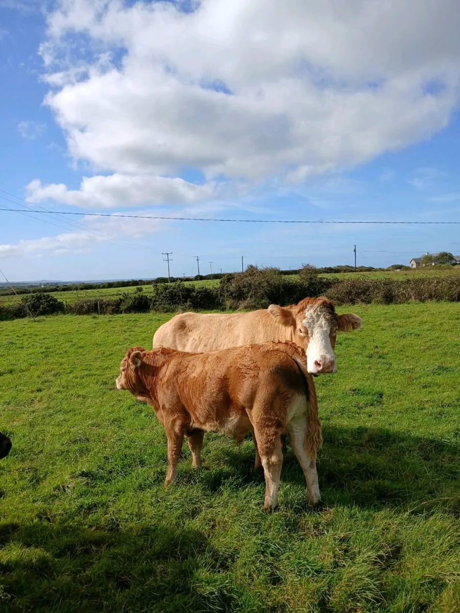 Suckling cow and calf - Image 3