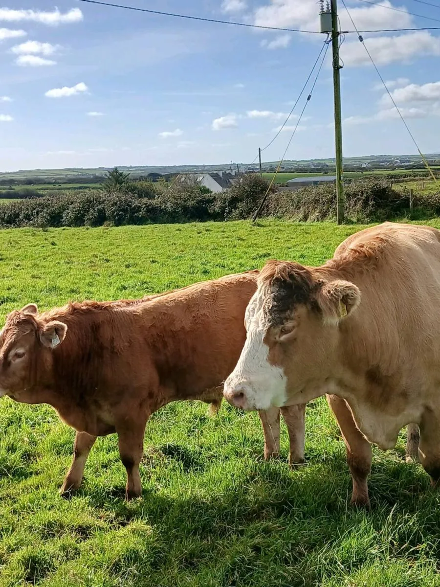 Suckling cow and calf - Image 4