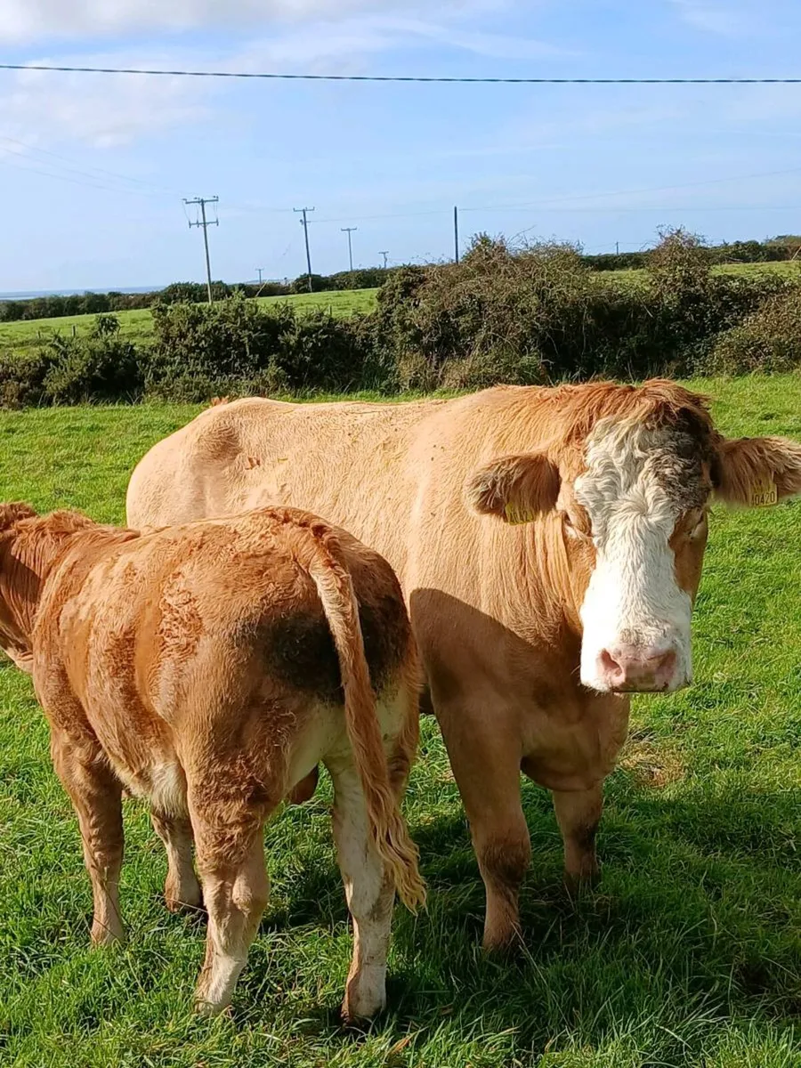 Suckling cow and calf - Image 1