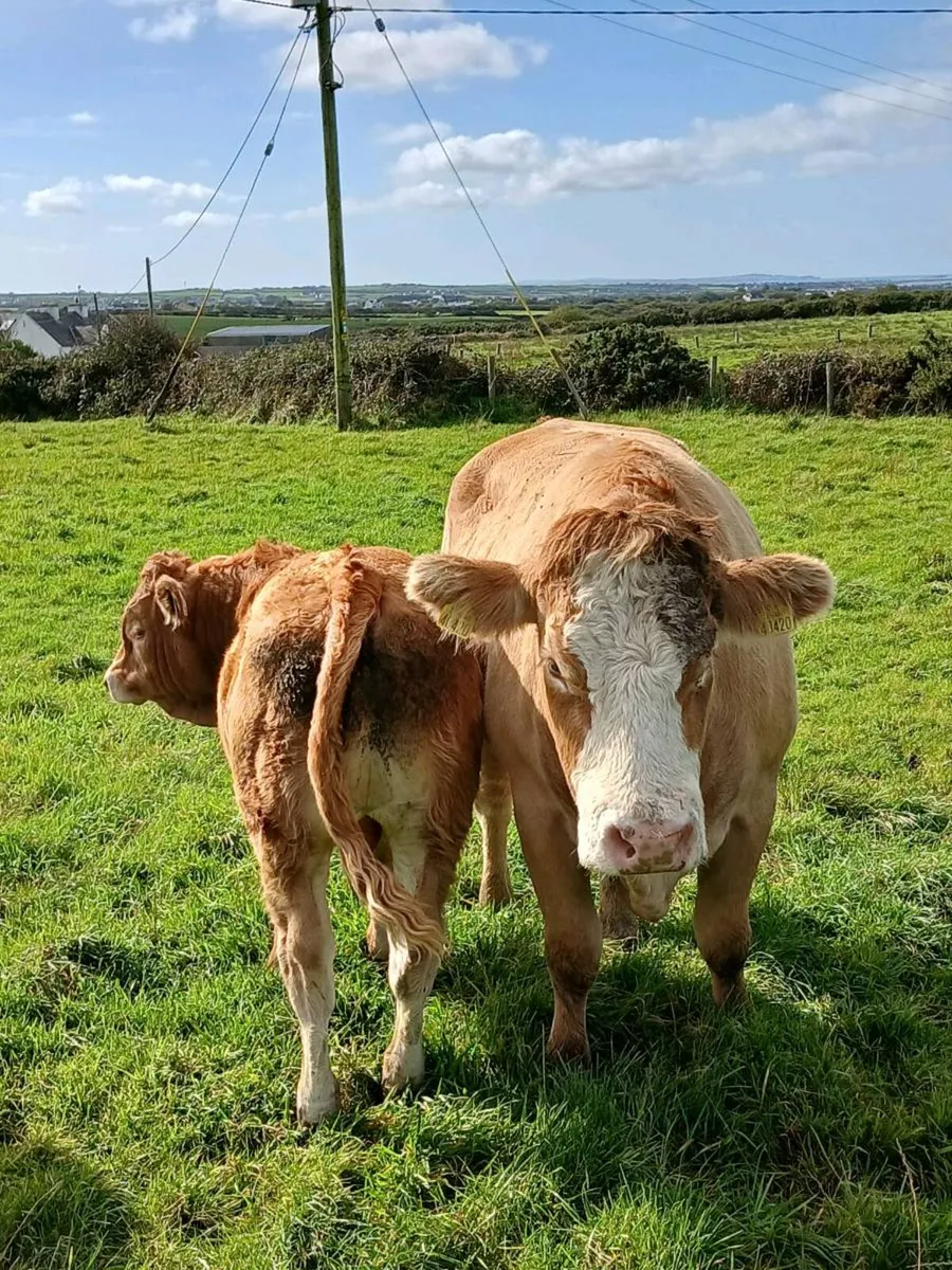 Suckling cow and calf - Image 2