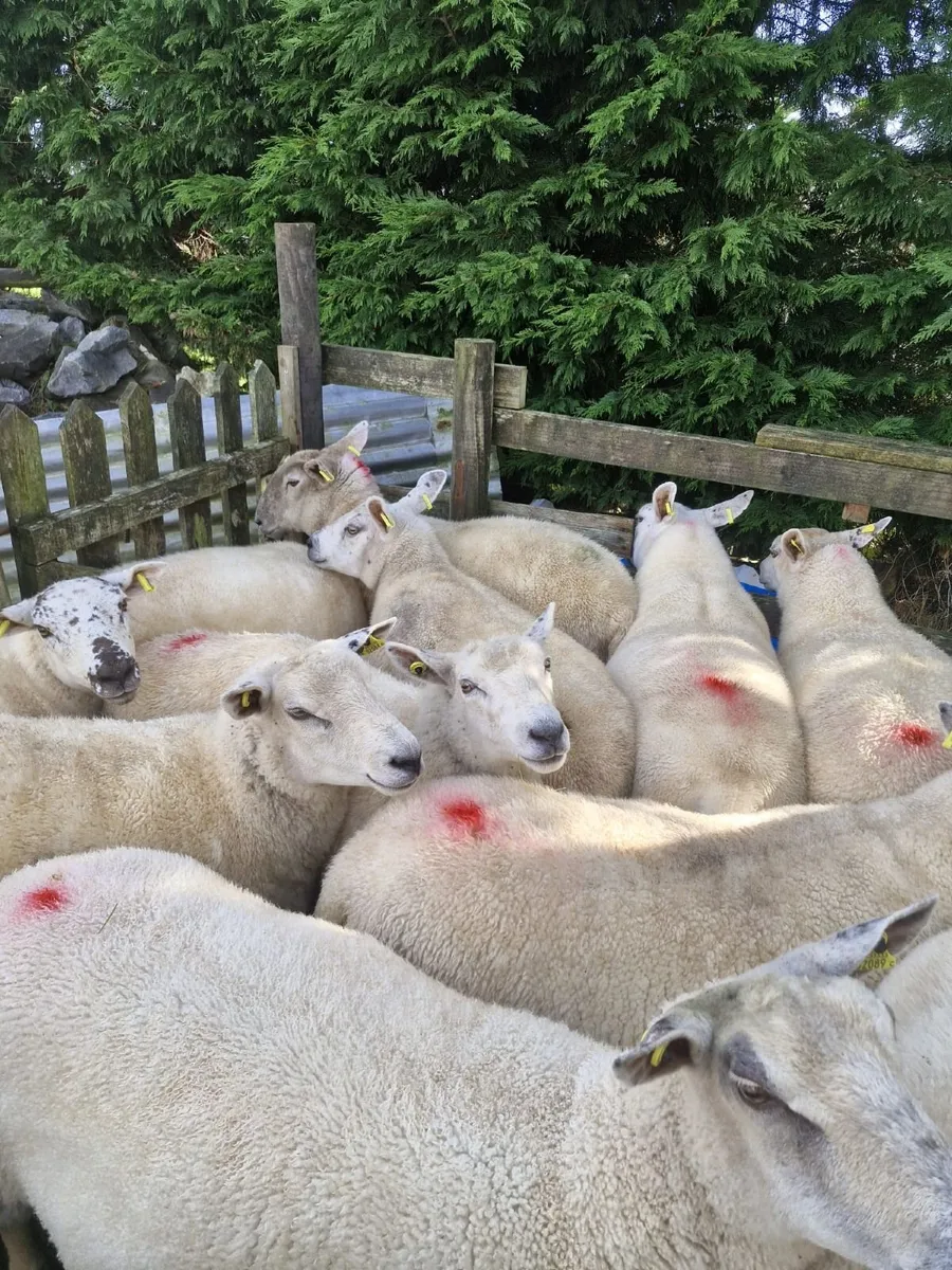 Hoggetts