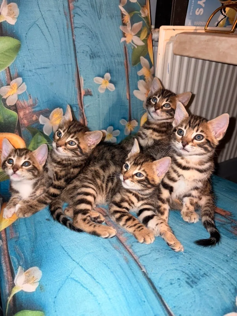 Mix Bengal Kittens - Image 1
