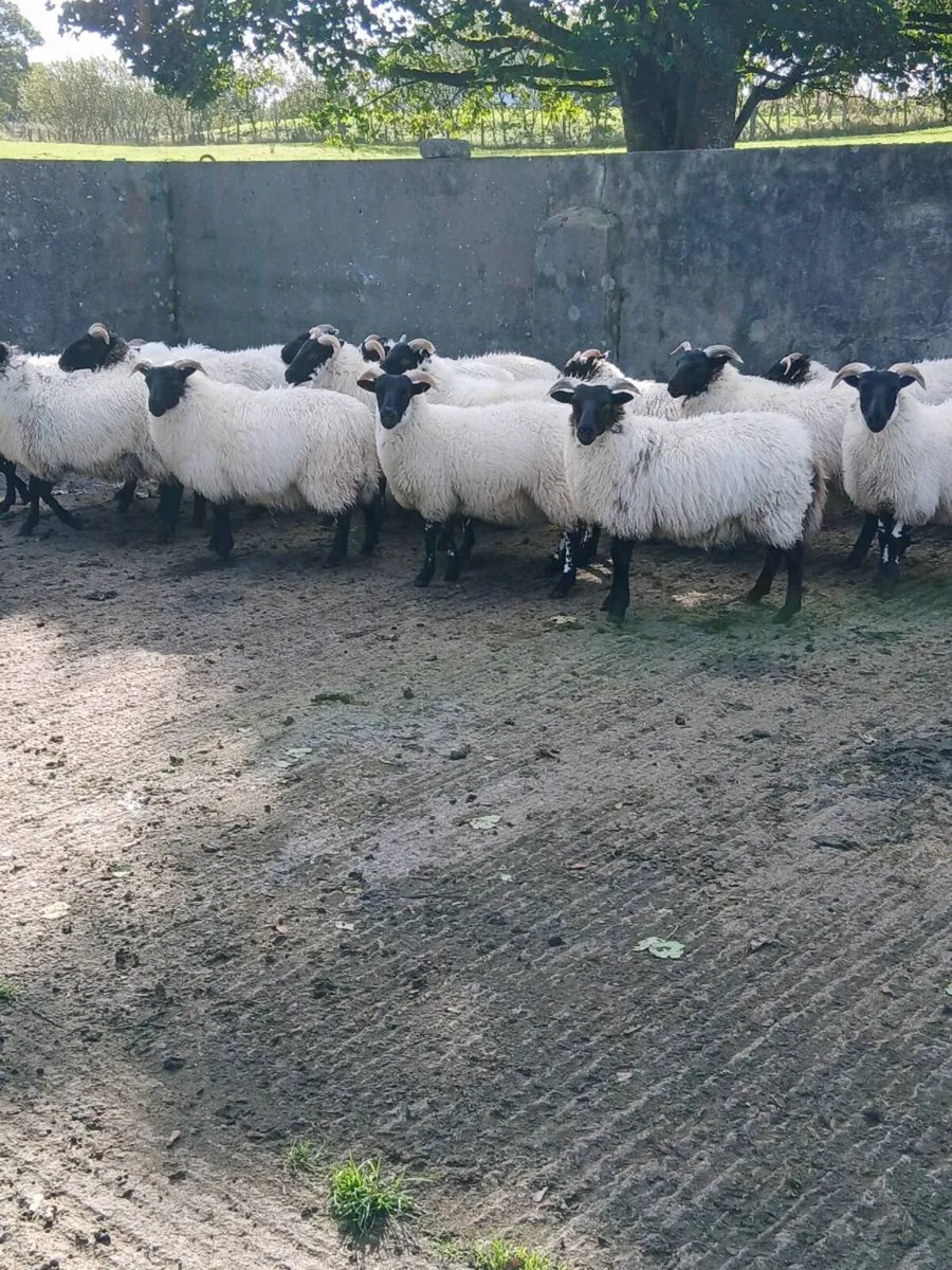 Lanark x ewe lambs - Image 4