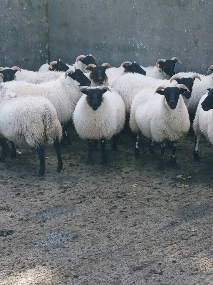 Lanark x ewe lambs - Image 1