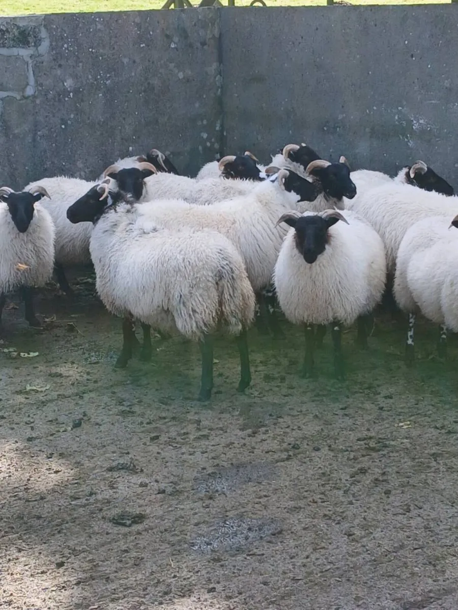 Lanark x ewe lambs - Image 2
